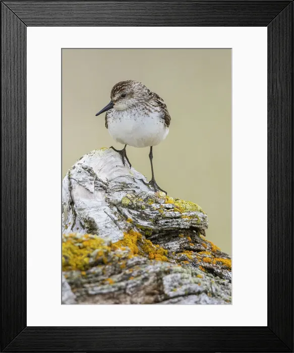 Framed Print : Semipalmated sandpiper, posing on driftwood, Alaska, USA Framed Print : Semipalmated sandpiper, posing on driftwood, Alaska, USA