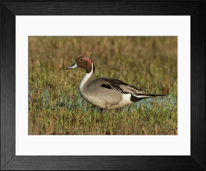 Framed Print : Northern pintail drake, foraging in flooded farmers field, USA, Oregon Framed Print : Northern pintail drake, foraging in flooded farmers field, USA, Oregon