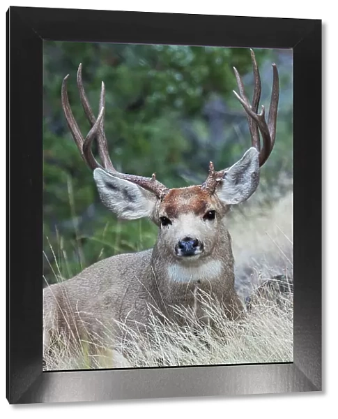 Alert mule deer buck resting, Montana, USA