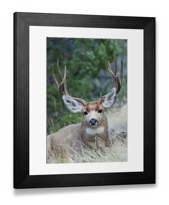 Framed Print : Alert mule deer buck resting, Montana, USA