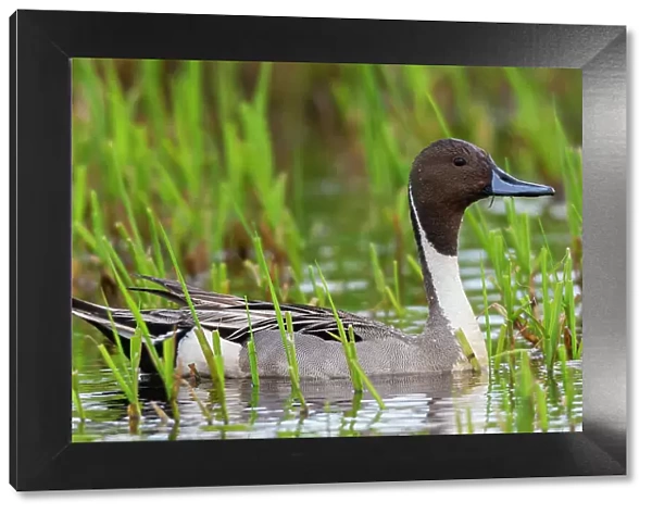 Northern pintail duck, foraging in flooded agriculture field, migration stop, USA, Washington