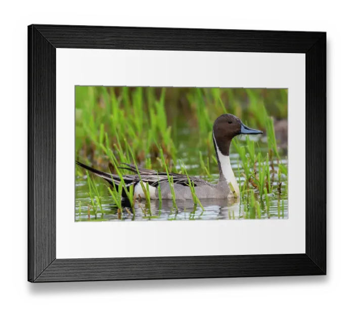 Framed Print : Northern pintail duck, foraging in flooded agriculture field, migration stop, USA, Washington