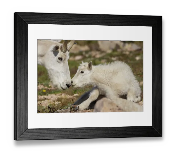 Framed Print : Mountain Goat Adult Greets Youngster