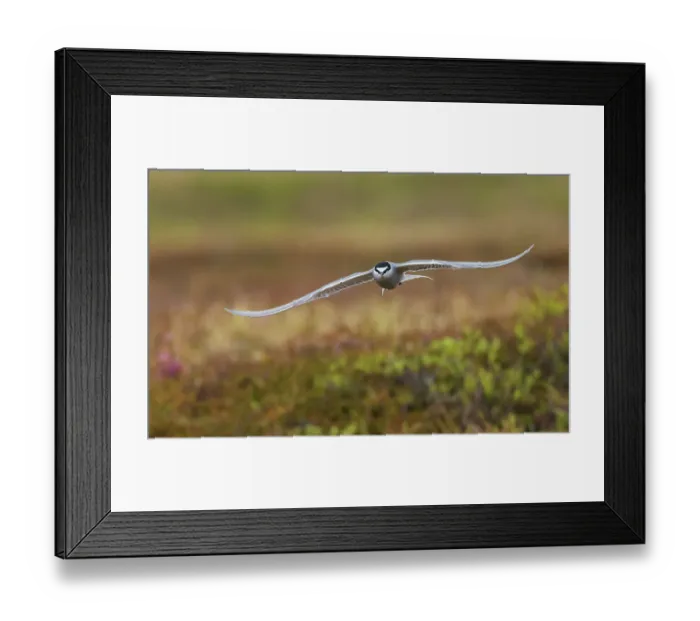 Framed Print : Aleutian tern flying Framed Print : Aleutian tern flying