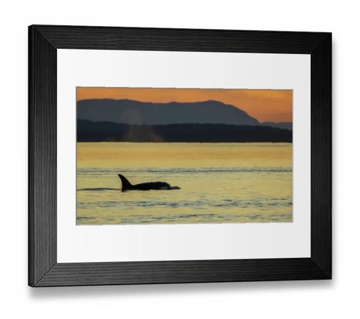 Framed Print : Orca surfacing at sunset