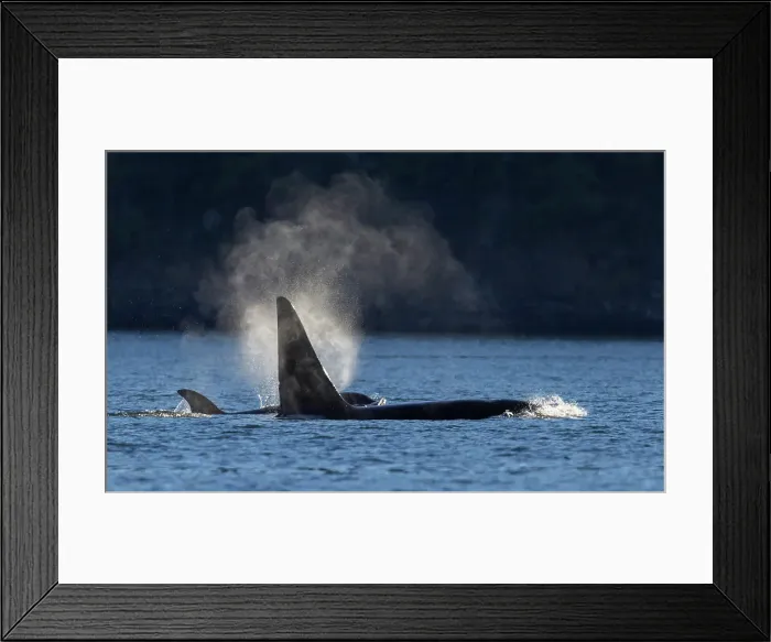 Framed Print : Orcas surfacing