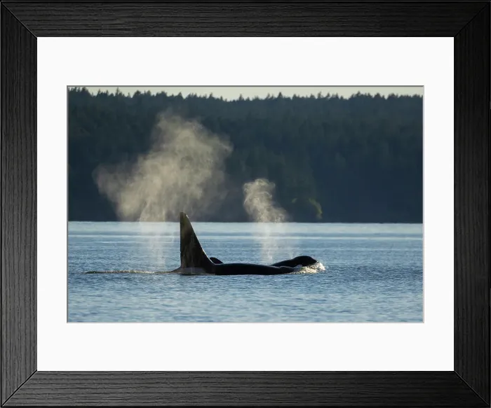 Framed Print : Orcas surfacing
