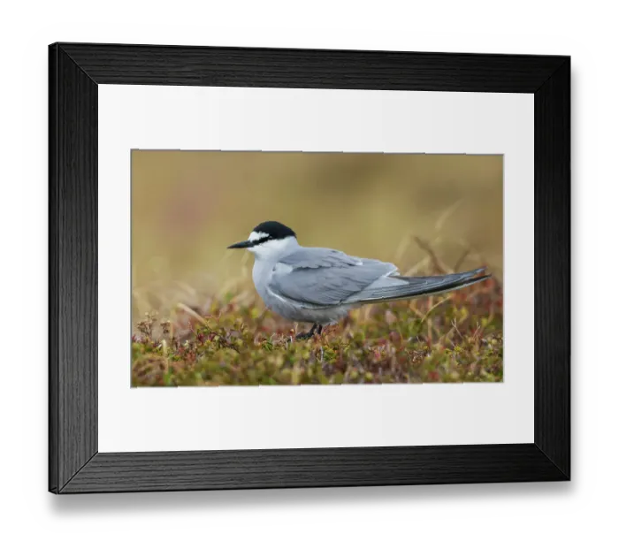 Framed Print : Aleutian tern