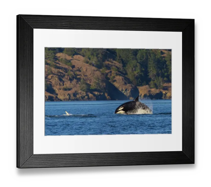 Framed Print : Orca breaching
