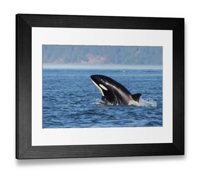 Framed Print : Orca breaching Framed Print : Orca breaching