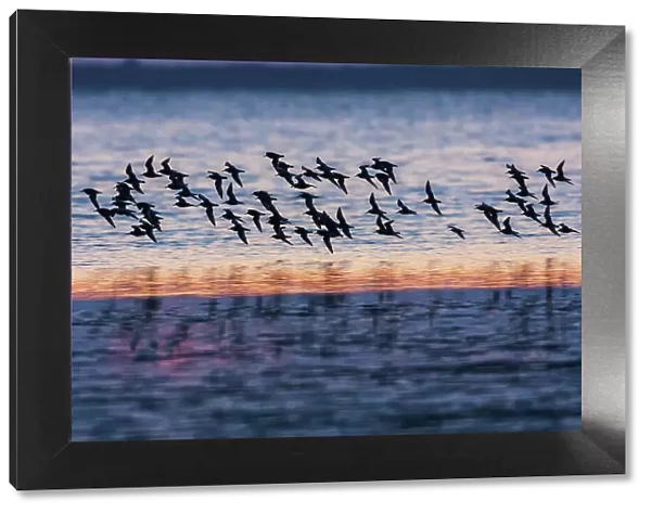 Red knots flock at dusk