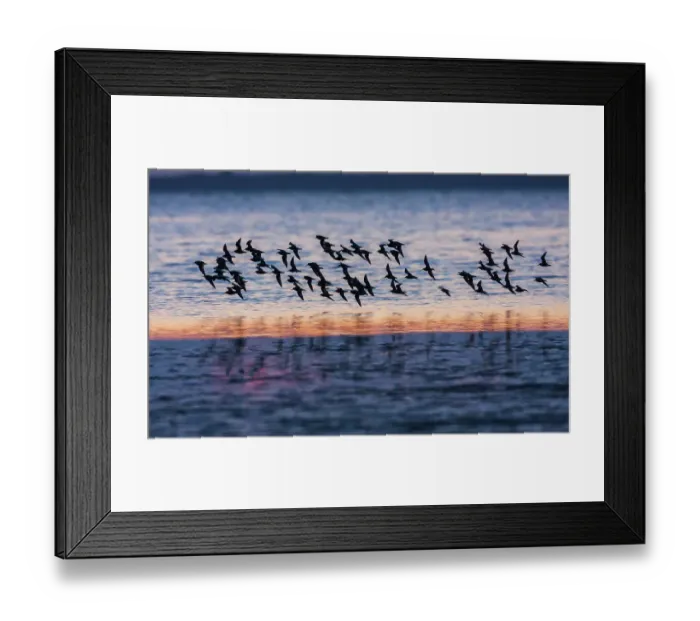Framed Print : Red knots flock at dusk Framed Print : Red knots flock at dusk