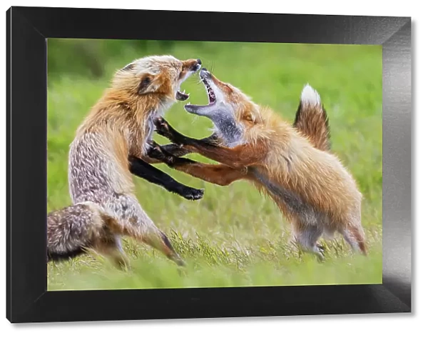 USA, Washington State. San Juan Islands, red fox, adults playing
