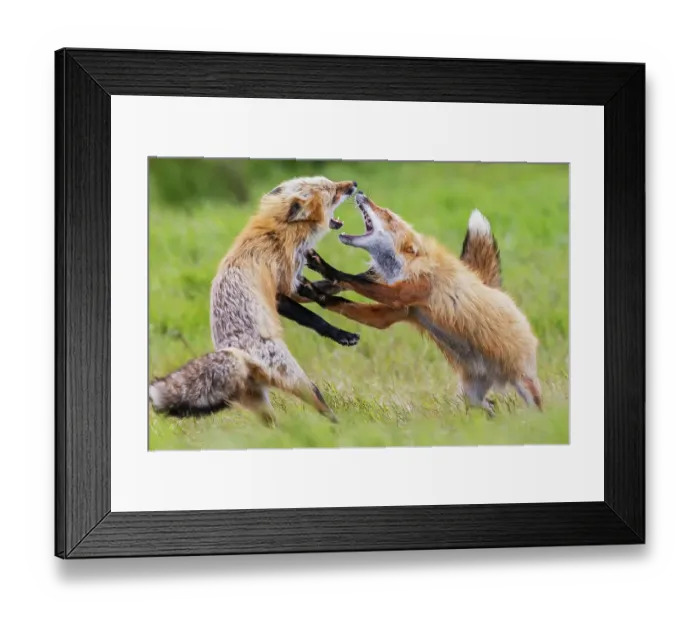 Framed Print : USA, Washington State. San Juan Islands, red fox, adults playing Framed Print : USA, Washington State. San Juan Islands, red fox, adults playing