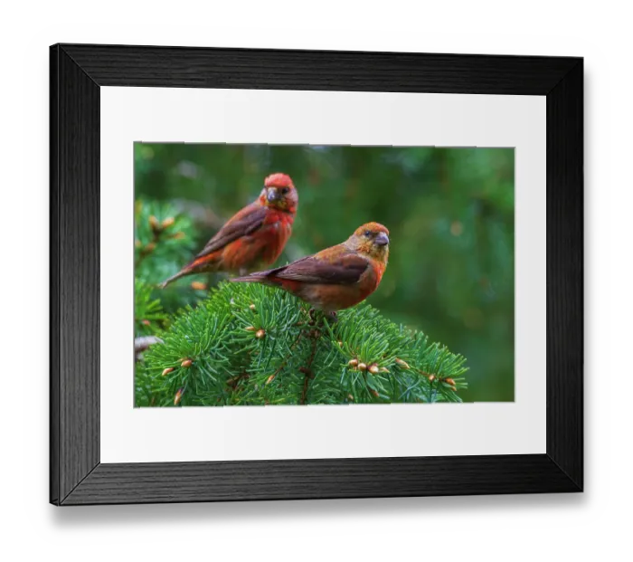 Framed Print : Red crossbills foraging, Washington State, USA Framed Print : Red crossbills foraging, Washington State, USA