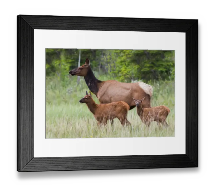 Framed Print : Cow elk with twin calves, Canadian Rockies, Alberta, Canada