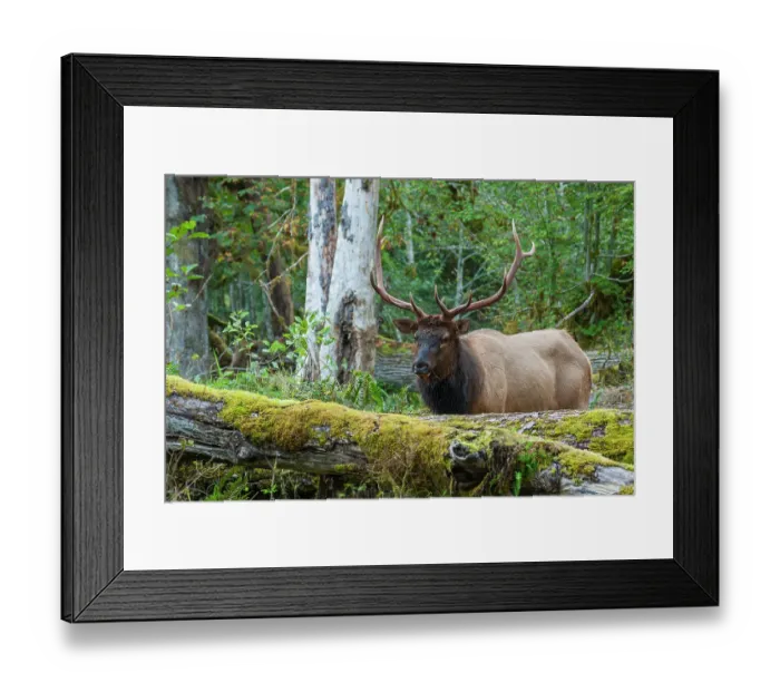 Framed Print : Roosevelt bull elk, Pacific Northwest rainforest Framed Print : Roosevelt bull elk, Pacific Northwest rainforest