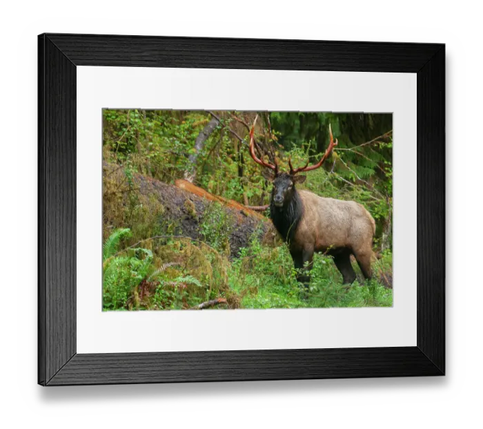 Framed Print : Roosevelt bull elk, Pacific Northwest rainforest Framed Print : Roosevelt bull elk, Pacific Northwest rainforest