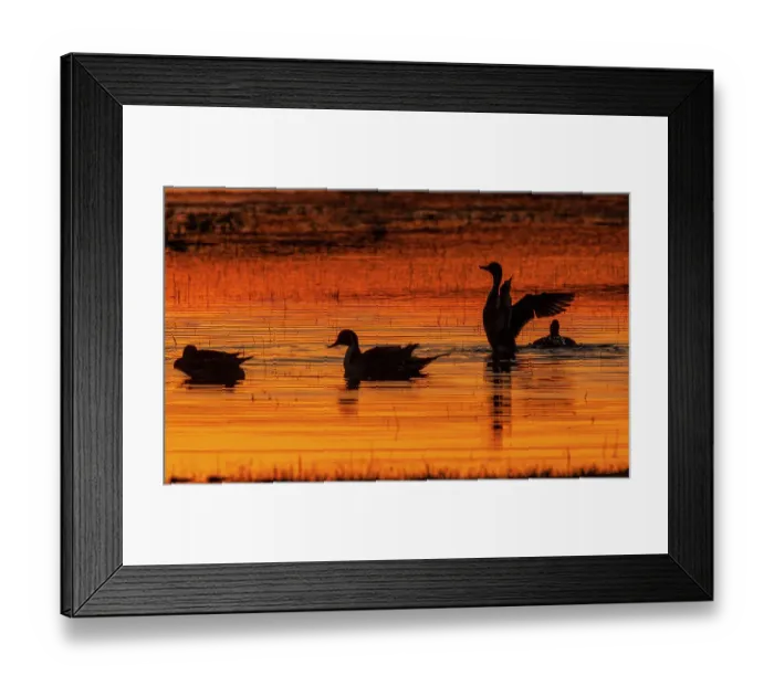 Framed Print : Northern pintail duck, foraging in flooded agriculture field, migration stop, USA, Oregon