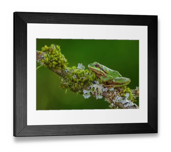 Framed Print : USA, Washington State. Nisqually National Wildlife Refuge, Pacific tree frog
