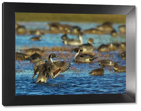 Northern pintail ducks, foraging in flooded agriculture field, migration stop, USA, Oregon