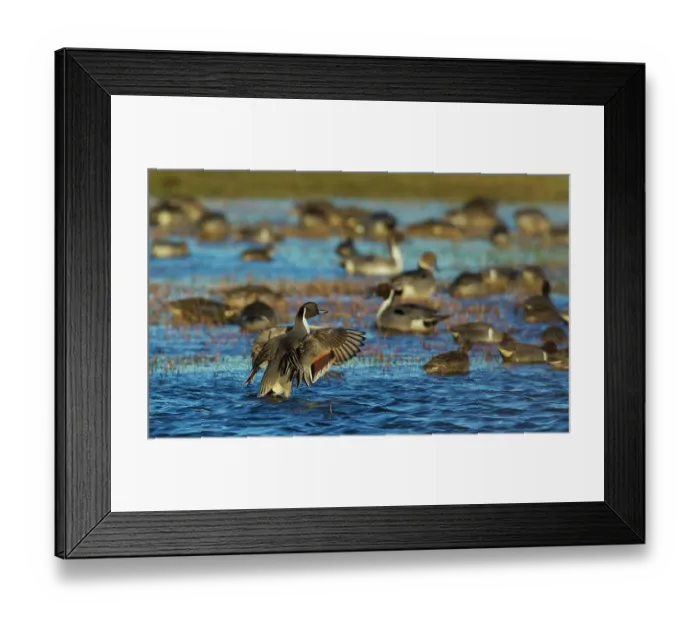 Framed Print : Northern pintail ducks, foraging in flooded agriculture field, migration stop, USA, Oregon Framed Print : Northern pintail ducks, foraging in flooded agriculture field, migration stop, USA, Oregon