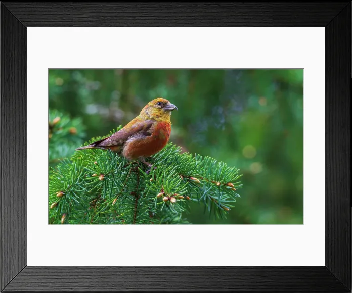 Framed Print : Red crossbill foraging during migration stop, Washington State, USA