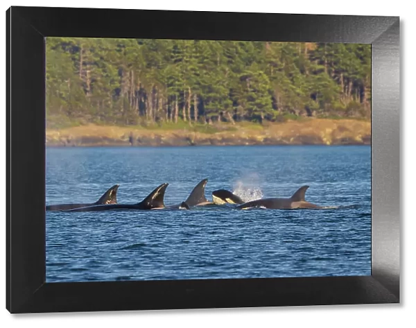 Orca whales surfacing