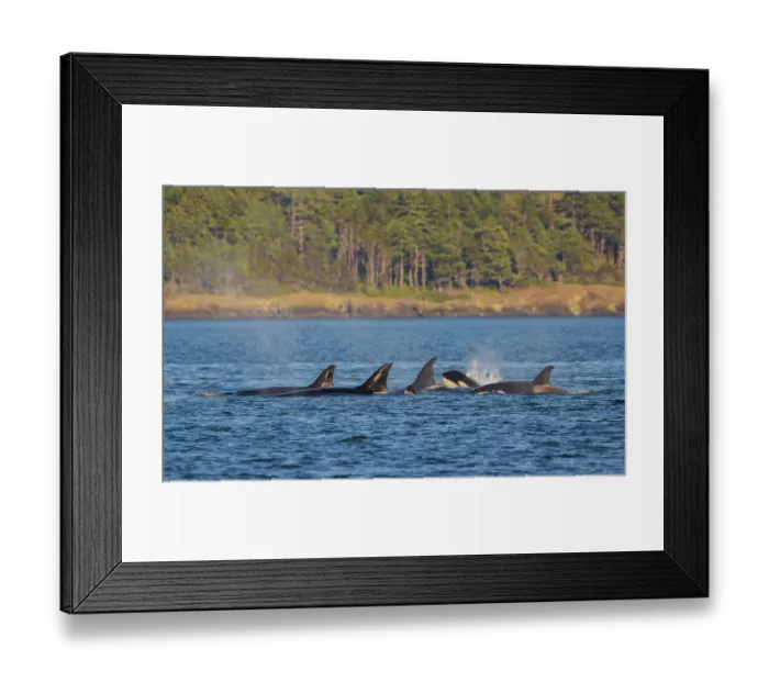 Framed Print : Orca whales surfacing