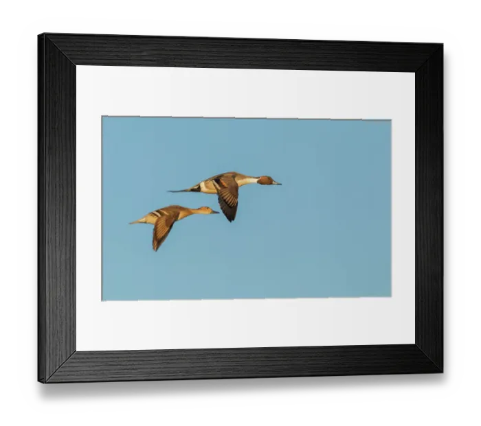 Framed Print : Northern pintail ducks, spring migration, USA, Washington State Framed Print : Northern pintail ducks, spring migration, USA, Washington State