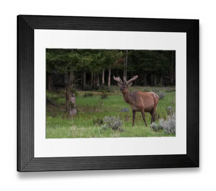 Framed Print : Rocky Mountain bull elk Framed Print : Rocky Mountain bull elk