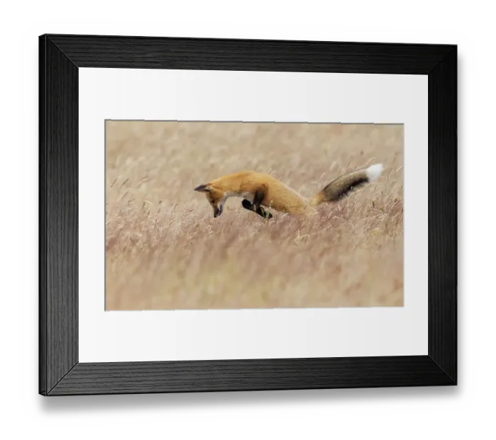 Framed Print : Young red fox hunting Framed Print : Young red fox hunting