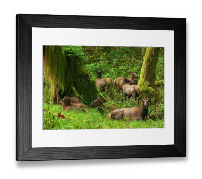 Framed Print : Roosevelt elk resting in the rainforest, Olympic Peninsula, Washington State, USA Framed Print : Roosevelt elk resting in the rainforest, Olympic Peninsula, Washington State, USA