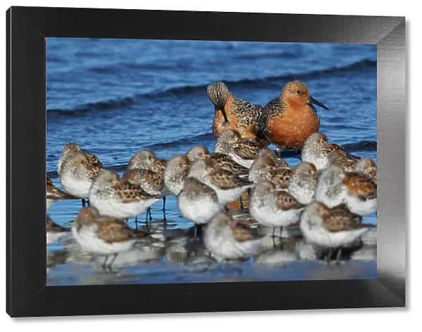 Red knots resting with western sandpipers