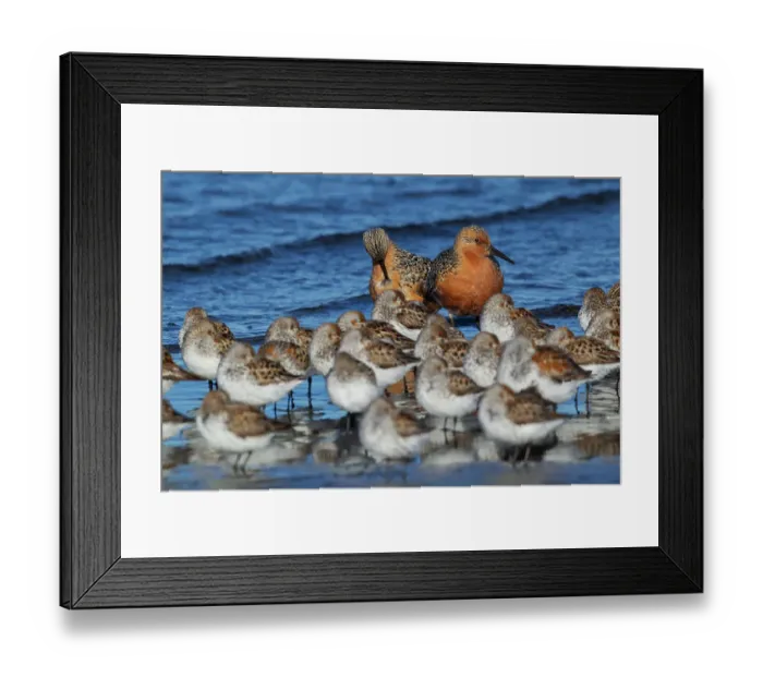 Framed Print : Red knots resting with western sandpipers Framed Print : Red knots resting with western sandpipers