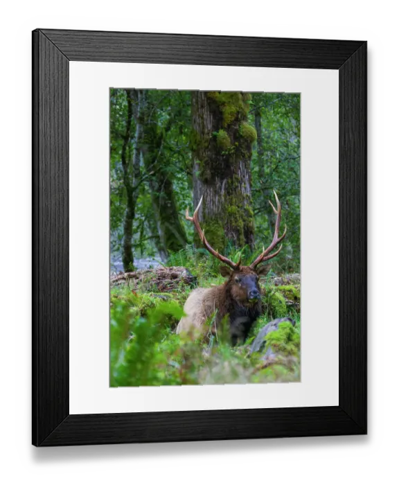 Framed Print : Roosevelt bull elk, Pacific Northwest rainforest Framed Print : Roosevelt bull elk, Pacific Northwest rainforest