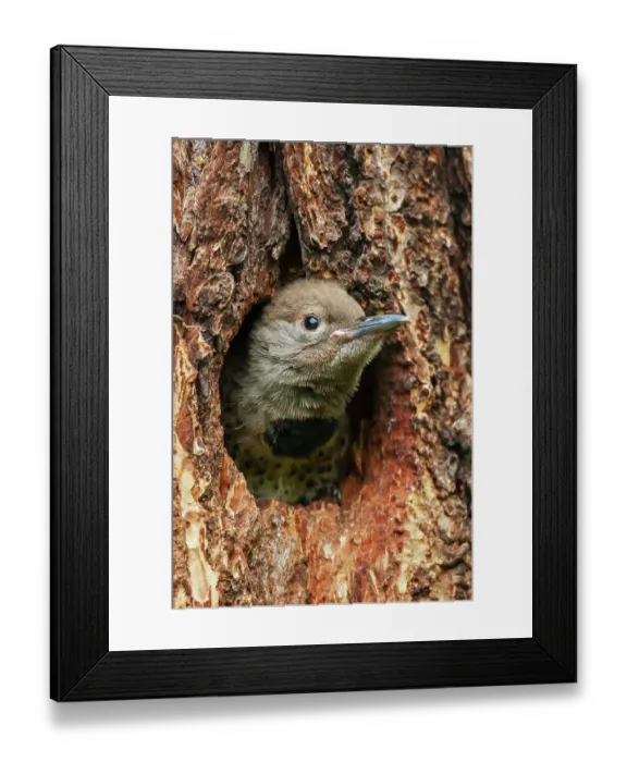 Framed Print : Red-shafted flicker chick on the lookout for a parent, Montana, USA