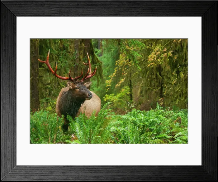 Framed Print : Roosevelt bull elk, Pacific Northwest rainforest Framed Print : Roosevelt bull elk, Pacific Northwest rainforest