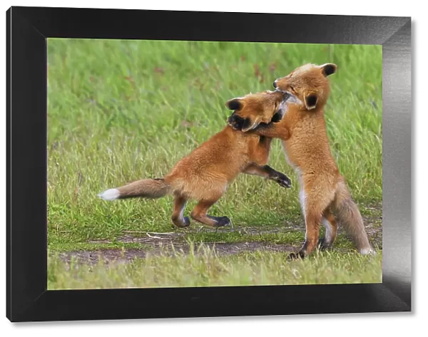 USA, Washington State. San Juan Islands, red fox kits playing