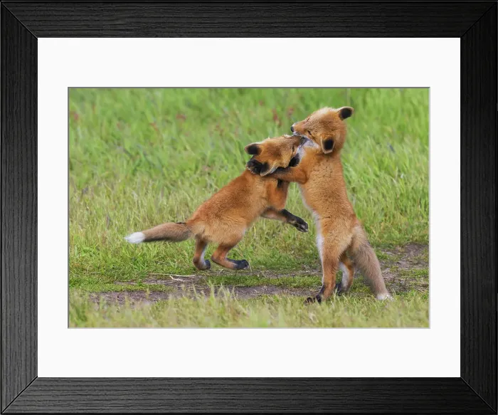 Framed Print : USA, Washington State. San Juan Islands, red fox kits playing Framed Print : USA, Washington State. San Juan Islands, red fox kits playing