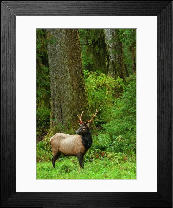 Framed Print : Roosevelt bull elk, Pacific Northwest rainforest