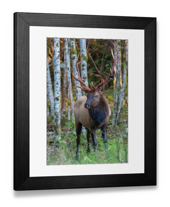 Framed Print : Roosevelt bull elk, Pacific Northwest rainforest Framed Print : Roosevelt bull elk, Pacific Northwest rainforest