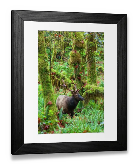 Framed Print : Roosevelt bull elk, USA, Washington State. Olympic National Park Framed Print : Roosevelt bull elk, USA, Washington State. Olympic National Park