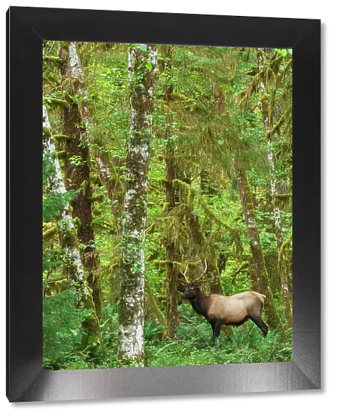 Young Roosevelt bull elk, rainforest shades of green, Olympic Peninsula, Washington State, USA