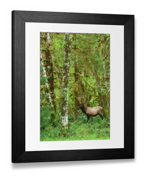 Framed Print : Young Roosevelt bull elk, rainforest shades of green, Olympic Peninsula, Washington State, USA