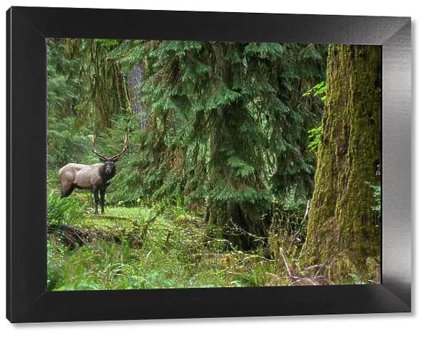 Roosevelt bull elk, Pacific Northwest rainforest
