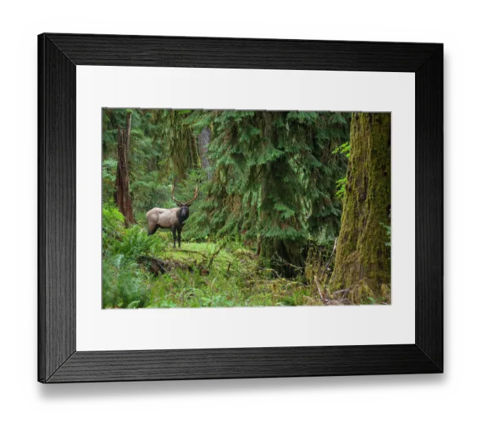 Framed Print : Roosevelt bull elk, Pacific Northwest rainforest Framed Print : Roosevelt bull elk, Pacific Northwest rainforest