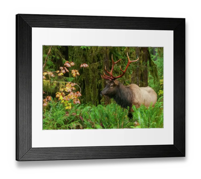 Framed Print : Roosevelt bull elk, USA, Washington State. Olympic National Park