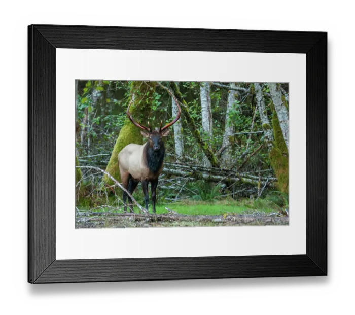 Framed Print : Roosevelt bull elk, Pacific Northwest rainforest