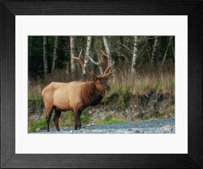 Framed Print : Roosevelt bull elk, Pacific Northwest rainforest Framed Print : Roosevelt bull elk, Pacific Northwest rainforest